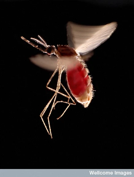 Mug, Anopheles stephensi 